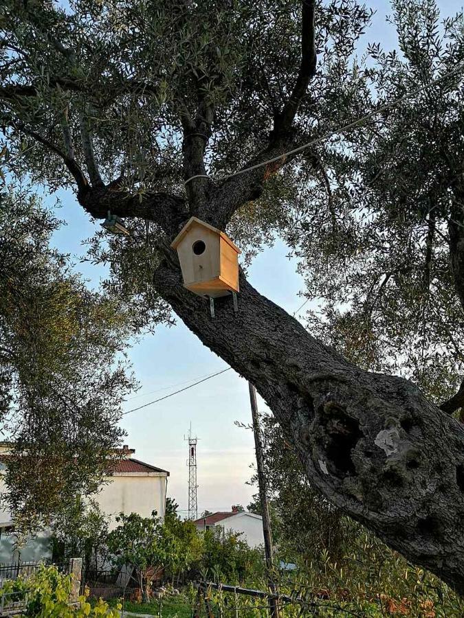 דוברה וודה Apartman Nikocevic מראה חיצוני תמונה